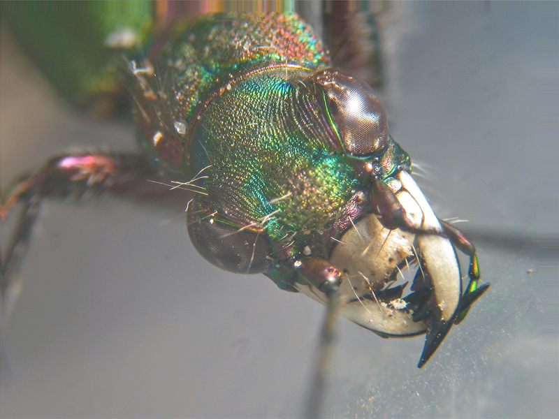 Cicindela campestris